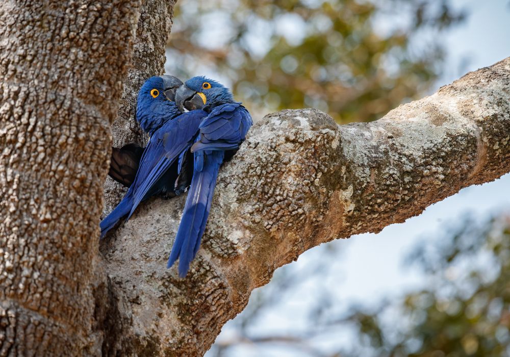 Ararinha azul