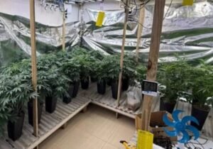 Polícia encontra estufa com 120 pés de maconha