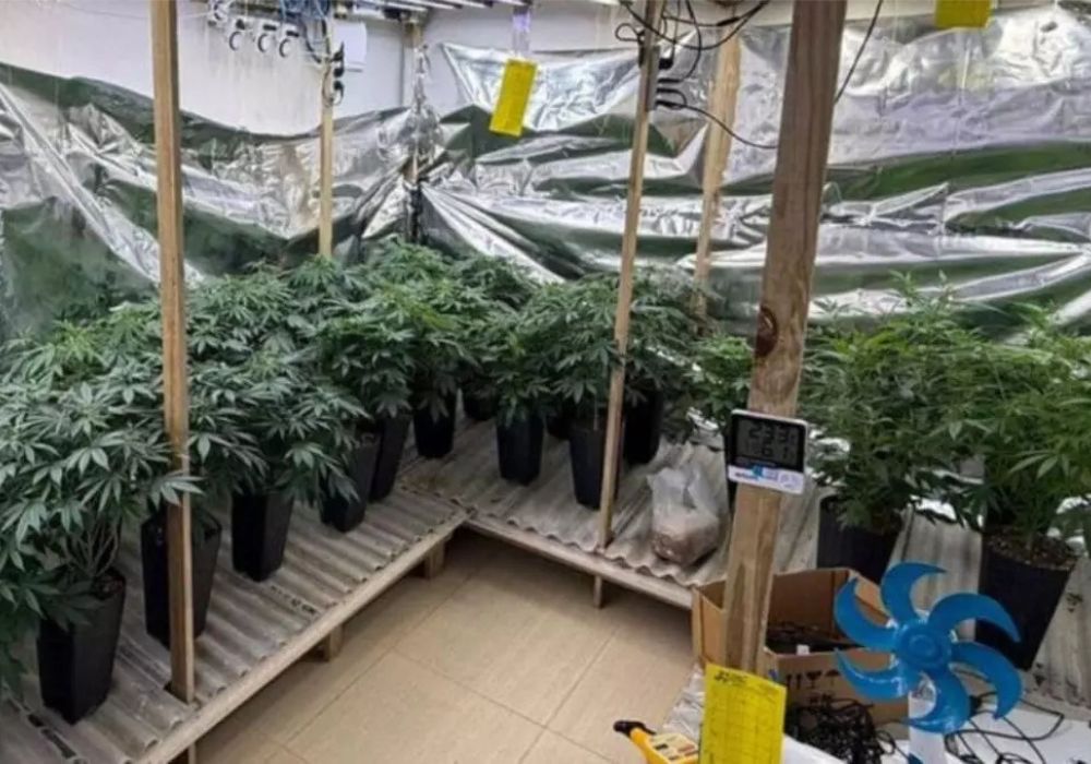 Polícia encontra estufa com 120 pés de maconha